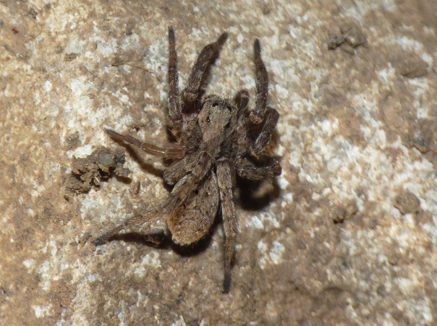 Alopecosa giovane